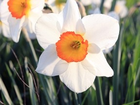 The best way to prevent damage is to plant daffodils. Daffodils are toxic and are thus naturally unattractive to animals.