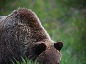 A photo of grizzly bear No. 141, a young male bear that was collared for research on the Jasper Park Lodge golf course, before he was shot and killed near Edson in May 2016. (THE CANADIAN PRESS/HO-Gordon Stenhouse/fRI Research)