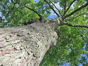 According to Forests Ontario, its program has seen 22 million trees planted on private land since 2007, with most landowners citing the attraction of wildlife as their primary reason for signing up with the program. Landowners with a minimum of 2.5 acres (one hectare) of plantable land may be eligible for the program, which aims to plant 50 million trees by 2025.