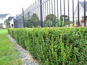 Boxwood is a slow growing and well-behaved broadleaved evergreen that is often grown as a hedge plant. Gardening expert John DeGroot writes that boxwood is “tough as nails” and rarely suffers from disease or insects. (John DeGroot photo)