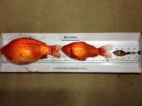 Goldfish are considered an aquatic invasive species in Alberta and appear to thrive when dumped in natural environments.
