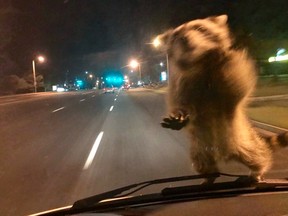 This Wednesday, Sept 20, 2017, image released by the Colorado Springs Police Department shows a van dash camera showing a raccoon on a windshield. Officer Chris Frabbiele was responding to an accident scene in a van used by police to investigate crashes when the raccoon landed on it late Wednesday night. Police spokesman Lt. Howard Black says the raccoon hopped off the van after Frabbiele stopped it. (Colorado Springs Police Department via AP)