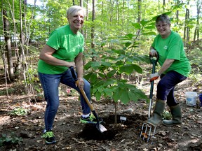 Garden Club of London members Marguerite Neimanis (left) and Roseann McKay tend to a tree inside the Woodland Restoration Project in Springbank Gardens. (CHRIS MONTANINI, Londoner)