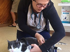 Lisa Mitchell of the Kingston Mills Veterinary Clinic tries to put her foster cat Brook in a customized cat wheelchair Brook doesn't have the use of her back legs. Ian MacAlpine /The Whig-Standard/Postmedia Network