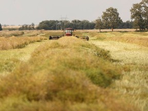 A farmer works in a field in Leduc County, Alberta on Monday, September 18, 2017. Ian Kucerak / Postmedia