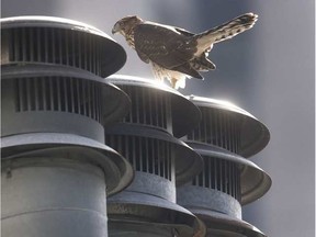 A injured Cooper’s Hawk rests on top of a building in Ottawa Tuesday. The Hawk flew into a building and crashed down onto the sidewalk. TONY CALDWELL