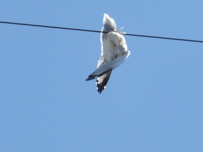 A seagull caught in an Elliot Lake power line continues to fight for its life Tuesday after three days without help. (Kevin McSheffrey/Postmedia Network)