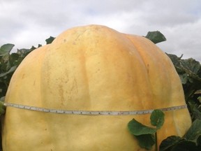 FortWhyte Farms' giant pumpkin gets ready to be weighed on Monday, Sept. 25, 2017 in Winnipeg. Entered into the Compost Council of Canada's Compost Giant's Great Pumpkin Growing Contest, the pumpkin was tended to by farm youth aged 15-19 by watering it daily during Manitoba's dry summer, while it grew on a pile of farm-made compost. It was weighed at 5:30 p.m., on Tuesday, Sept. 26, 2017 at FortWhyte Farms West Garden at FortWhyte Alive. It weighed in at about 250 lbs. Supplied photo/FortWhyte Alive