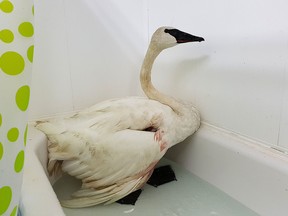 The injured trumpeter swan in a bath tub at the Sandy Pines Wildlife Centre in Napanee last week. (Courtesy of Rob Fenwick)