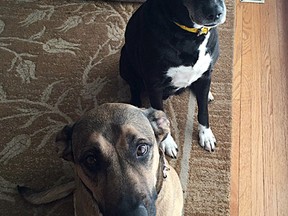 A pair of dogs who live on Castell Road in Kingston's west end who were stabbed in their backyard.  Submitted Photo /The Whig-Standard/Postmedia Network