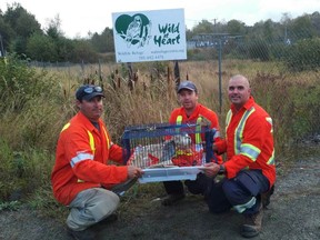 Hydro One workers Dean Pigeau, Pat Courtney and Drew Anderson, all from Sudbury, deliver an injured seagull to the Wild at Heart Refuge Centre in Lively on Wednesday morning. Unfortunately the bird, which had been caught in a hydro line in Elliot Lake with a broken wing, had to be euthanized on Wednesday afternoon. (Photo supplied)