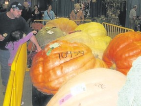 Monstrous-sized veggies are in competition at the Norfolk County Fair.  (Jim Fox/Special to Postmedia News)