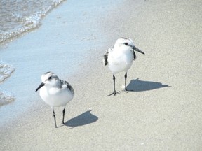 Sanderlings were among the interesting shorebirds seen at the tip of Long Point last weekend. The parade of fall migrants flying south through Norfolk County will continue into November. (PAUL NICHOLSON/SPECIAL TO POSTMEDIA NEWS)