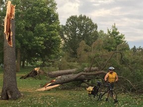 The storm devastated Britannia Park- uprooting towering pines. BLAIR CRAWFORD / POSTMEDIA