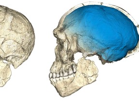 The undated artist rendering provided by the Max Planck Institute for Evolutionary Anthropology shows two views of a composite reconstruction of the earliest known Homo sapiens fossils from Jebel Irhoud (Morocco) based on micro computed tomographic scans of multiple original fossils. The oldest known fossils of human species have been unearthed in Morocco, revealing an early evolutionary step toward developing the fully modern human body. (Philipp Gunz/Max Planck Institute for Evolutionary Anthropology via AP)