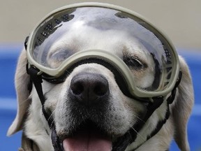 Journalists surround Frida, one of three Marine dogs specially trained to search for people trapped inside collapsed buildings, during a press event in Mexico City, Thursday, Sept. 28, 2017. (AP Photo/Rebecca Blackwell)