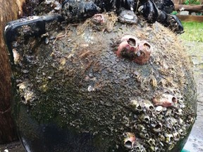 This February 2017 photo provided by Nancy Treneman shows Japanese mussels (Mytilus galloprovincialis), barnacles (Megabalanus rosa), and sea anemones on a tsunami buoy which washed ashore on Long Beach, Wash. On Thursday, Sept. 27, 2017, researchers reported nearly 300 species of fish, mussels and other sea creatures hitchhiked across the Pacific Ocean on debris from the 2011 Japanese tsunami, washing ashore alive in the United States. (Nancy Treneman via AP)