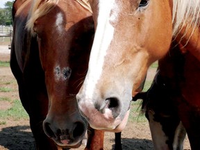 Spirit's Whisper Ranch, near Straffordville. (CHRIS ABBOTT/TILLSONBURG NEWS)