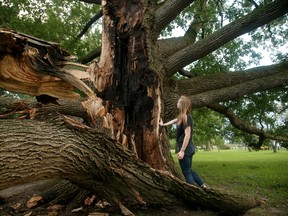 Brianna Smith gets up close to the beloved Bebb's Oak tree in the arboretum off Prince of Wales Drive after it was split in half by Wednesday's storm.