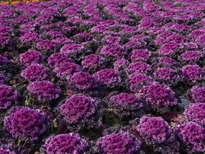 Flowering cabbage (Getty Images)
