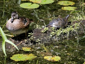 A duck and a turtle bask in the sun at Mud Lake on Aug. 16.