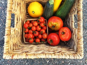 This bounty of vegetables, which includes tomatoes, zucchinis and pattypan squash, was harvested earlier this week from the Flour Mill community farm. (Mary Katherine Keown/The Sudbury Star)