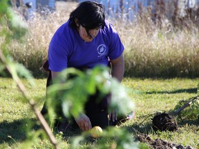 Jurnee Maracle helps plant a group of white cedar trees at the Community Wellbeing Centre on Sunday October 1, 2017 in Tyendinaga Mohawk Territory, Ont. The tree planting was part of a mission by the Tyendinaga Ohero:kon—Under the Husk (Rites of Passage) youth group to plant 150 white cedar trees on public land around the territory. Tim Miller/Belleville Intelligencer/Postmedia Network