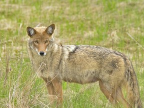 Lambton Shores officials urge residents from Forest to Thedford to be vigilant after a string of “very aggressive” coyote attacks on livestock in less than a year.  (Postmedia file)