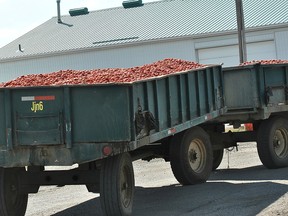 A tomato wagon pulls into a driveway on Wellington Street in Dresden, on its way to the ConAgra Foods processing plant. Chatham-Kent is home to approximately 55 per cent of the tomato acreage in Ontario and local farmers are wrapping  up the harvest season.