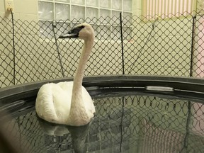 A trumpeter swan injured by a shotgun blast while migrating through Northern Ontario recuperates at the Toronto Wildlife Centre. (Photo supplied)