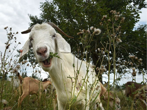 Goats are on the loose in Leeds County