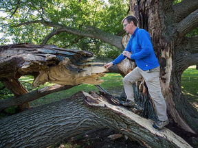 Philip van Wassenaer of Urban Forest Innovations of Mississauga, an international expert in tree hazard assessment scrambles around on the fallen portion to assess the damaged oak's condition. WAYNE CUDDINGTON / POSTMEDIA