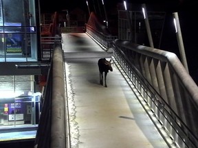 Calgary Transit says a moose, shown in a handout photo, showed up on its closed-circuit television cameras early this morning as it ambled along a pedestrian overpass near the tracks. (Courtesy: Calgary Transit)