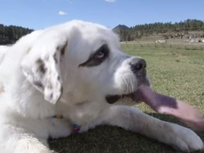 Mochi the St. Bernard holds the Guinness WOrld Records title for having the longest tongue on a dog. (YouTube/AssociatedPress)