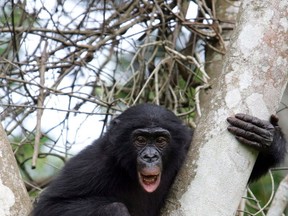 File photo of a chimpanzee. (AFP/Getty Images)