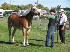 A judge scrutinizes a horse during the Hilfiger competition at the Brigden Fall Fair in this file photo from 2013. (File photo/Postmedia Network)