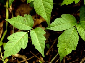 Poison ivy on steroids: Another side of climate change | Ottawa Sun