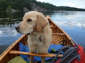 Sudbury Star staffer Jim Moodie gave me this photo of Rosseau, a golden retriever, enjoying his first outing on Johnnie Lake in Killarney. He had a great time in the bush.