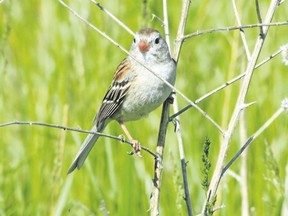 Although we are less likely to hear a field sparrow calling in the fall, this species is still viewable through October. Its pink bill and plain breast are useful field marks for identification. (PAUL NICHOLSON, Special to Postmedia News)