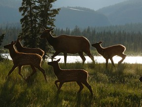 Elk are seen off the Yellowhead Highway in Jasper National Park east of the town of Jasper, Alberta on Tuesday, July 4, 2017. (Ian Kucerak/Postmedia)