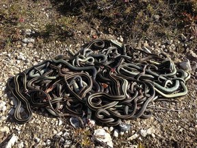 University of Manitoba biology student Neil Balchan says he's appalled after finding 50 snakes at his field site near Winnipeg brutally killed, in some cases decapitated. NEIL BALCHAN/Facebook.com
