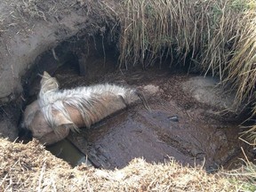 Digger is seen trapped in a sewage pit Friday. He died Sunday with his owners at his side. (Kristiana Klause/Facebook)
