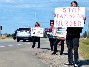 Jake Leblanc, right, stands alongside Margaret Kendall, left, and LJ, middle, to protest people buying turkeys for their Thanksgiving dinners. Some drivers honked in appreciation and others in annoyance, all while a nearby OPP officer made sure no foul play occurred. (Louis Pin/Times-Journal)