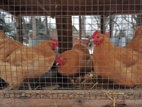 City council spent nearly 41/2 hours debating backyard chickens last week. (THE CANADIAN PRESS)