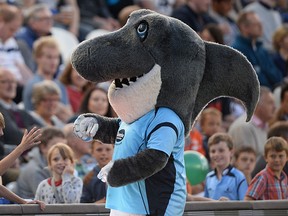 A shark mascot for a British cricket team is seen in a 2013 file photo. A man wearing a shark suit, to advertise the McShark computer store chain, was fined for violating Austria's "burqa ban" on Monday, Oct. 9, 2017.   (Mike Hewitt/Getty Images)