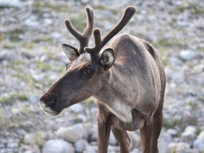 The Caribou Range Plan aims for 65 per cent undisturbed environment in the Little Smoky and A La Peche Caribou ranges (File Photo).