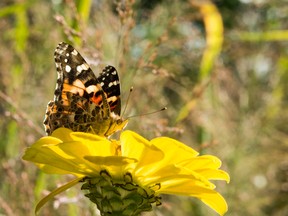 A painted lady butterfly savours the nectar of this October zinnia. (Theresa Forte/Special to Postmedia News)
