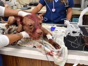 In this photo provided by the Hollywood Police Department, a pit bull puppy is seen being treated by veterinarians after being abused and stuffed in a suitcase. (Facebook/Hollywood Police Department)