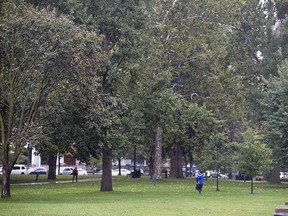 Trees in Victoria Park are still full of leaves on Wednesday, Oct. 11, 2017. (DEREK RUTTAN, The London Free Press)