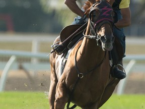 Pattison Canadian International Stakes contender Johnny Bear breezes under exercise rider Niketo Griffiths yesterday. (MICHAEL BURNS PHOTO)